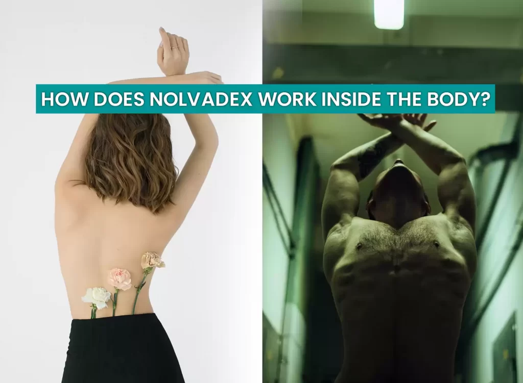 Nolvadex inside the body
